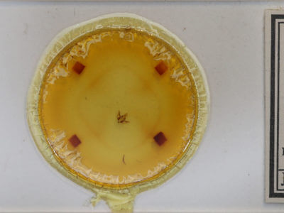 slide view of adult Hypsophila jugorum