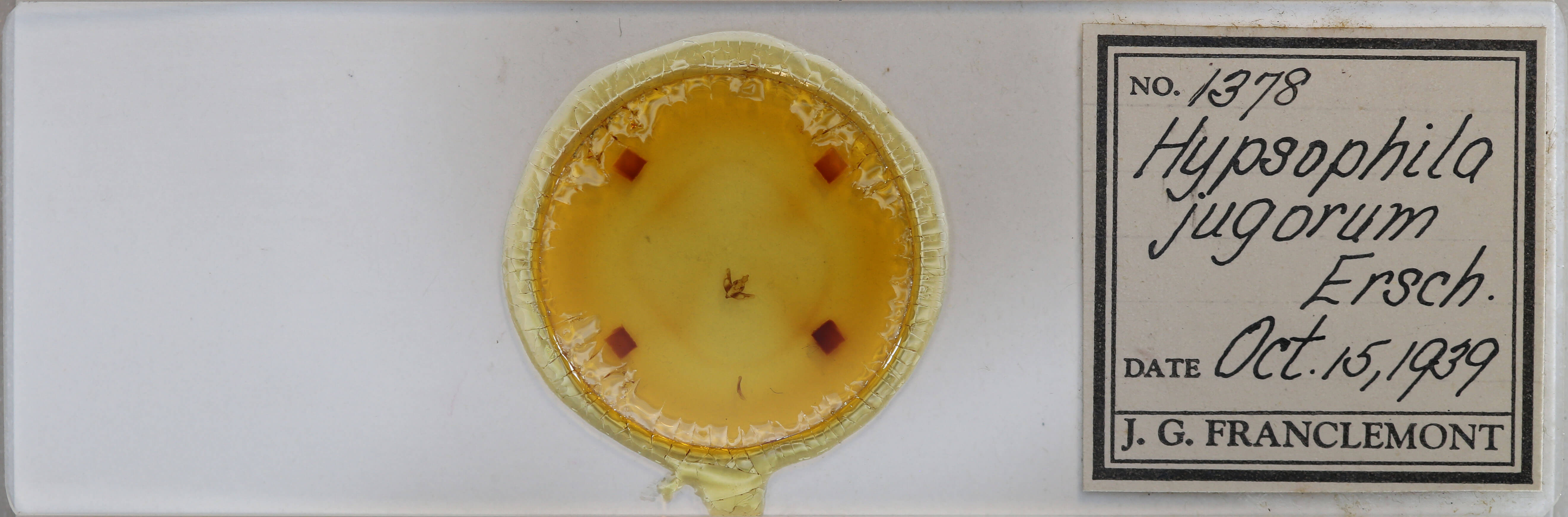 slide view of adult Hypsophila jugorum