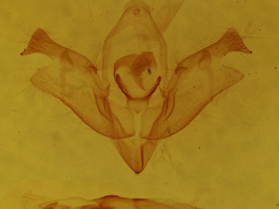 genitalia view of adult Iodopepla u-album