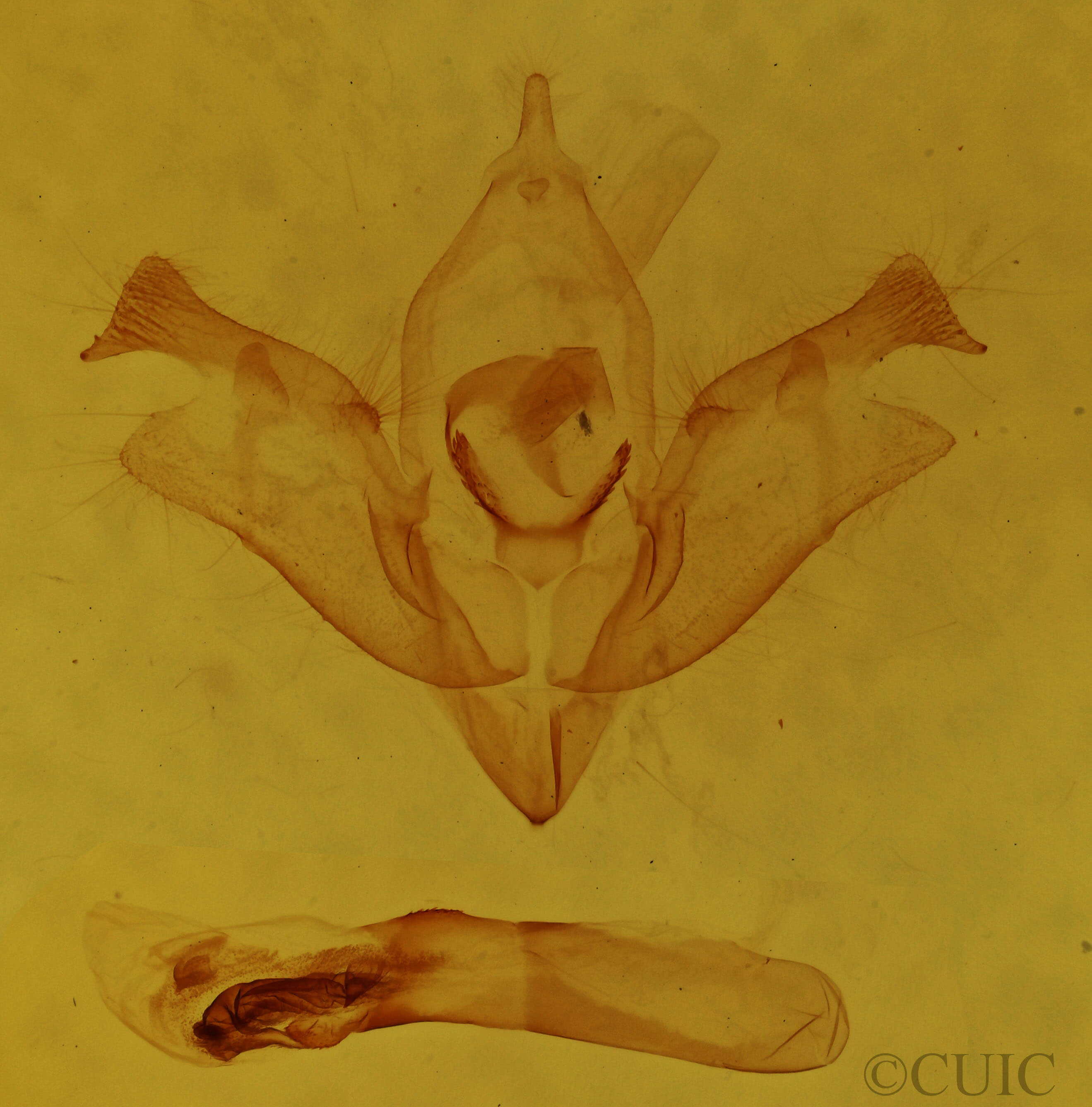 genitalia view of adult Iodopepla u-album