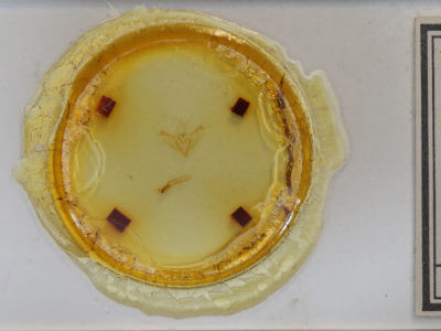 slide view of adult Iodopepla u-album