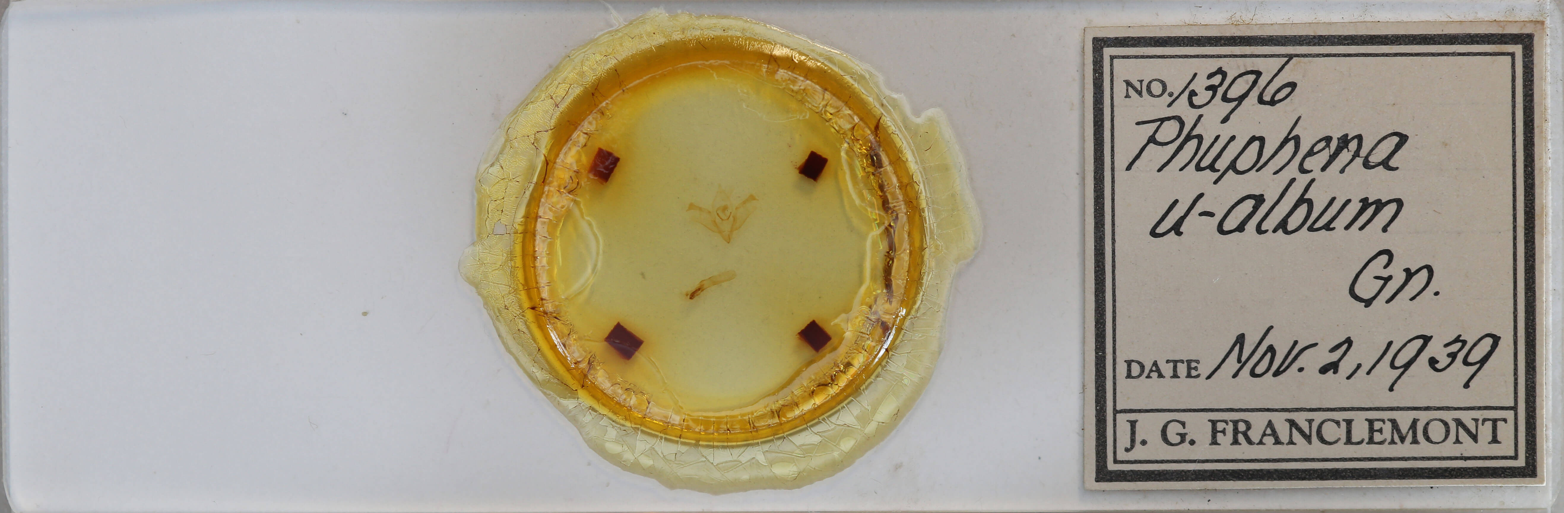 slide view of adult Iodopepla u-album