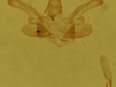 genitalia view of adult Macaria brunneata