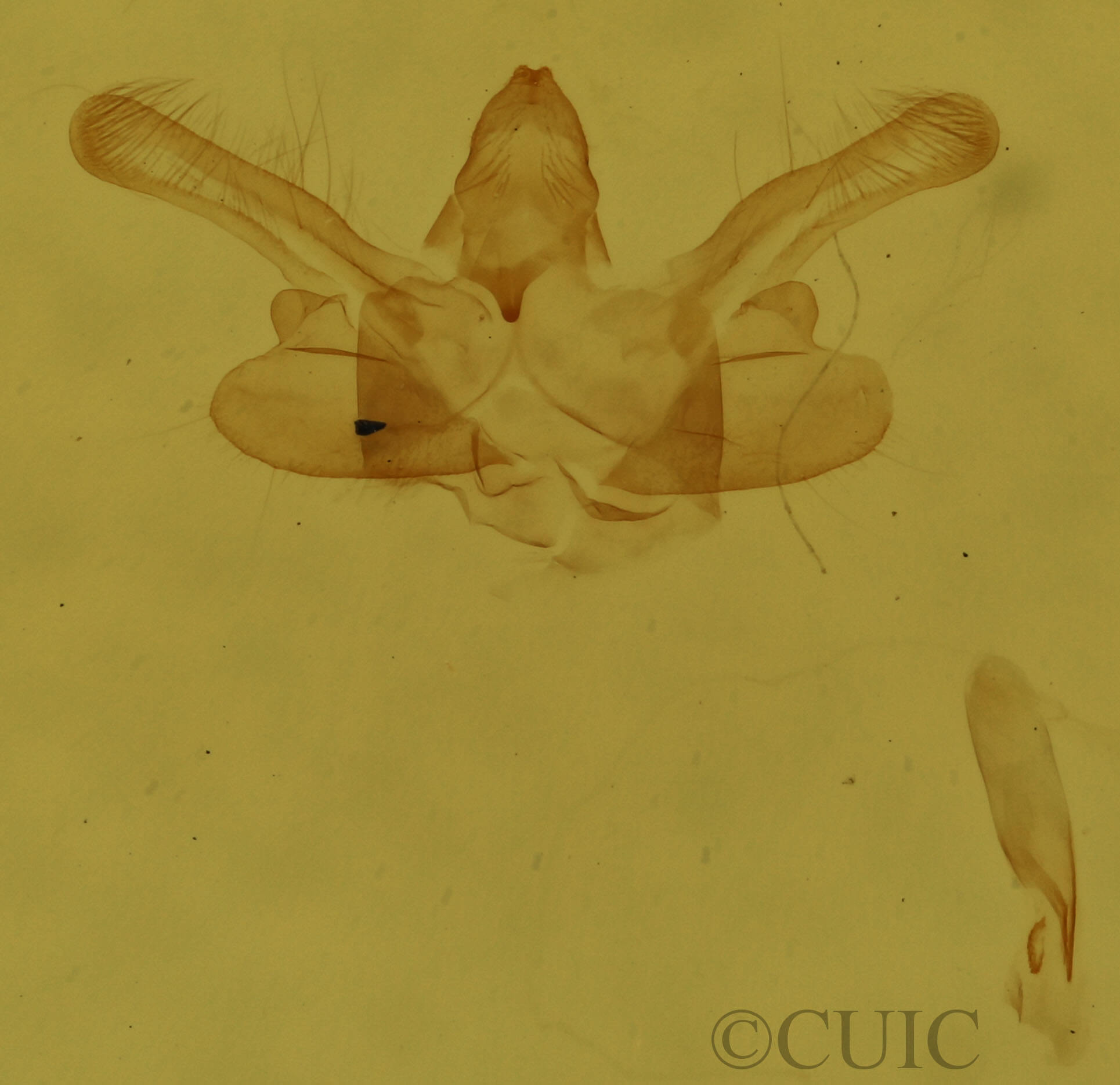 genitalia view of adult Macaria brunneata