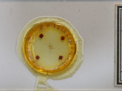 slide view of adult Macaria brunneata