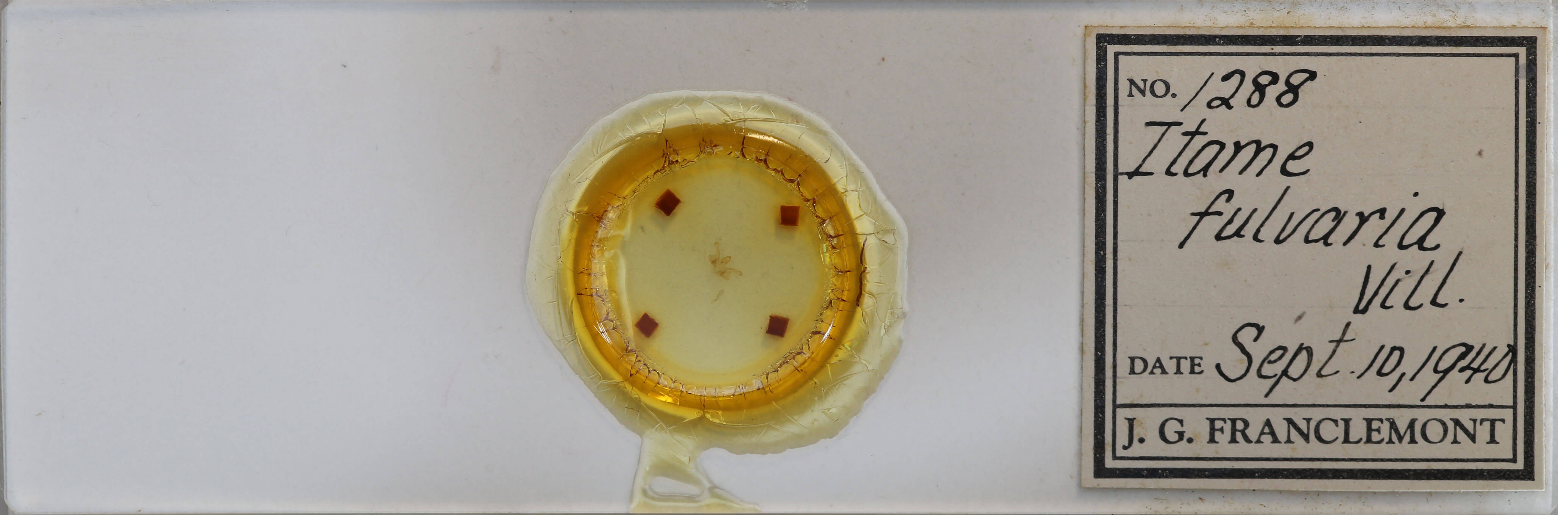 slide view of adult Macaria brunneata