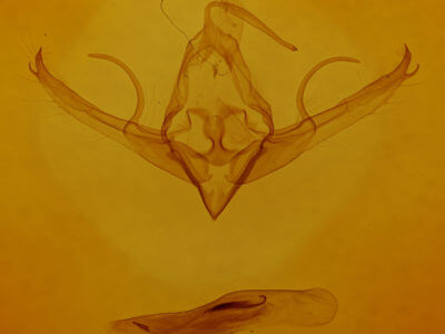 genitalia view of adult Chaetaglaea sericea