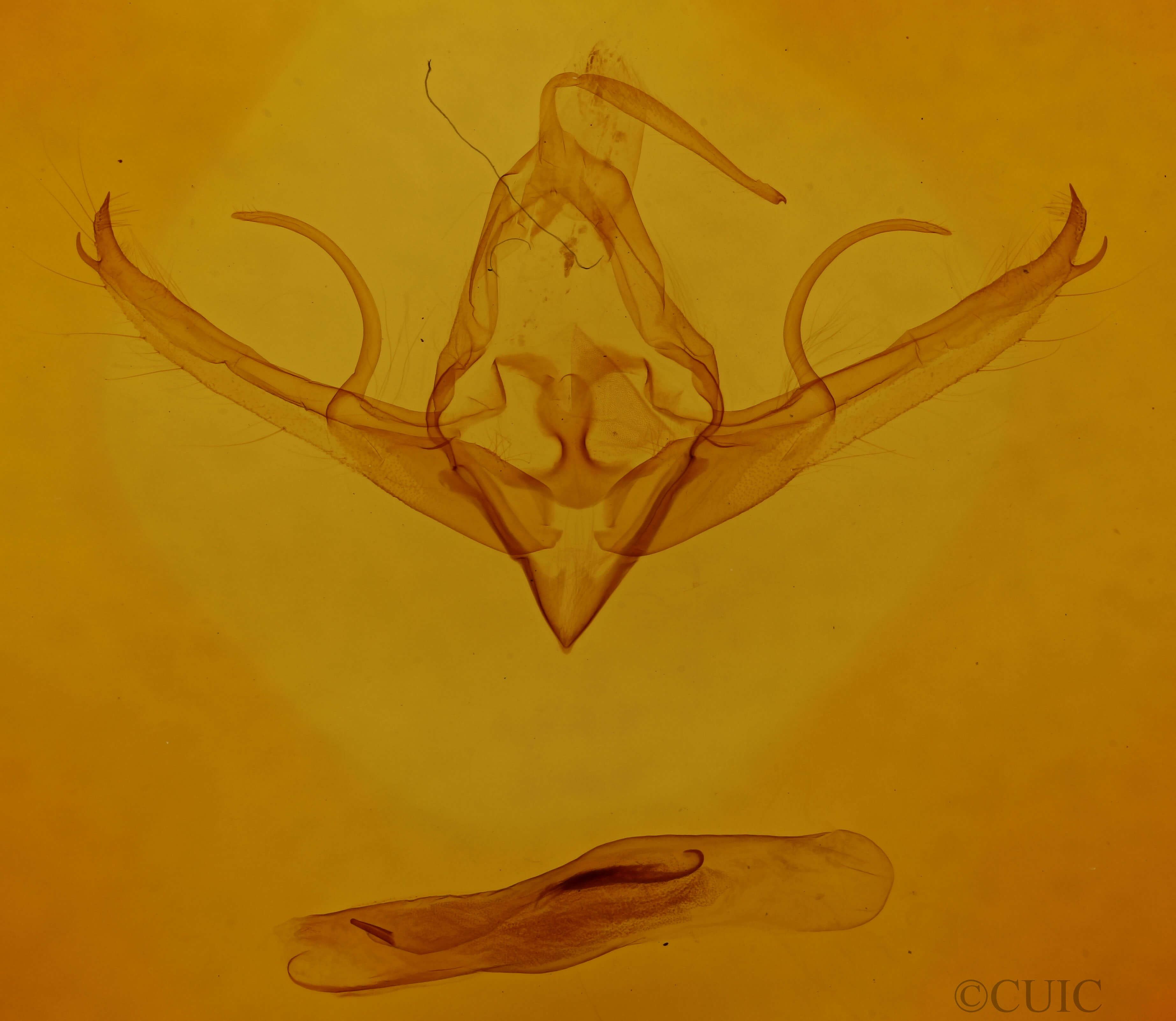 genitalia view of adult Chaetaglaea sericea