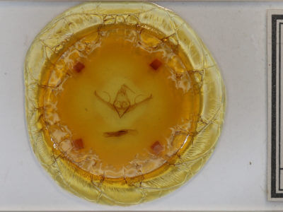 slide view of adult Chaetaglaea sericea