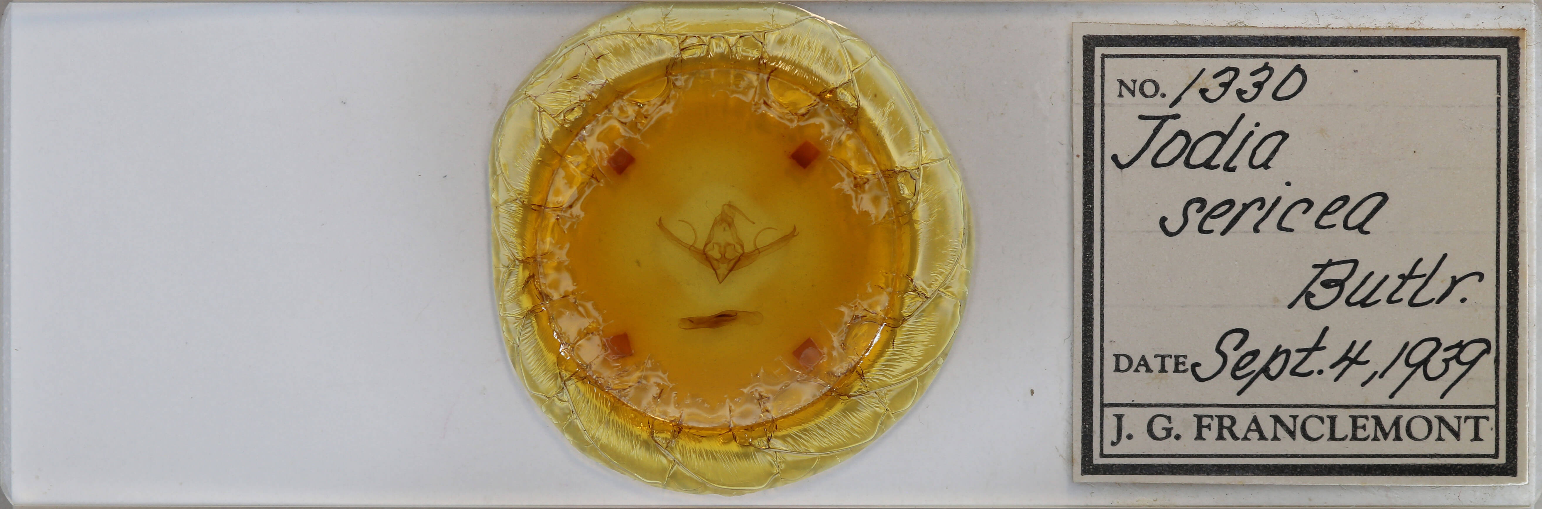 slide view of adult Chaetaglaea sericea