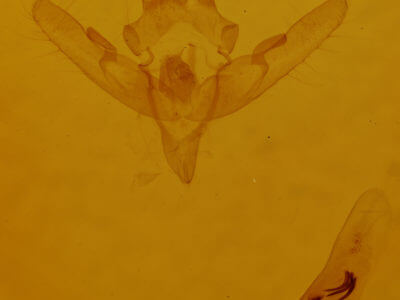 genitalia view of adult Leucochlaena oditis