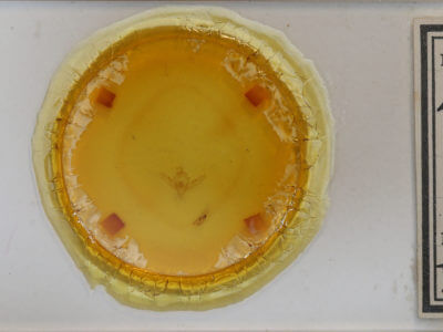 slide view of adult Leucochlaena oditis