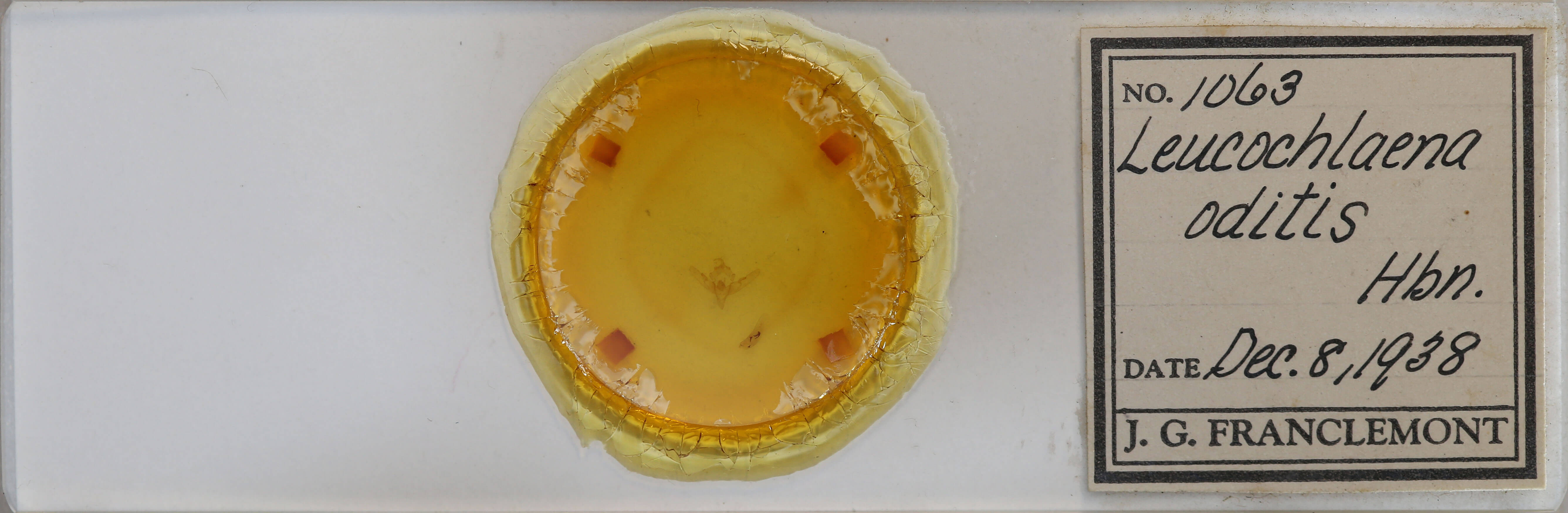 slide view of adult Leucochlaena oditis