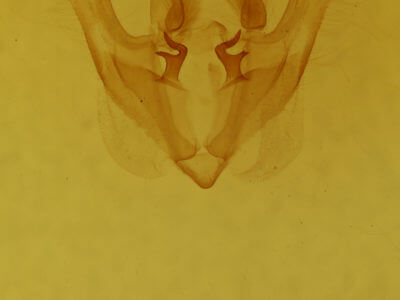 genitalia view of adult Licha undilinealis