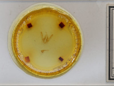 slide view of adult Licha undilinealis