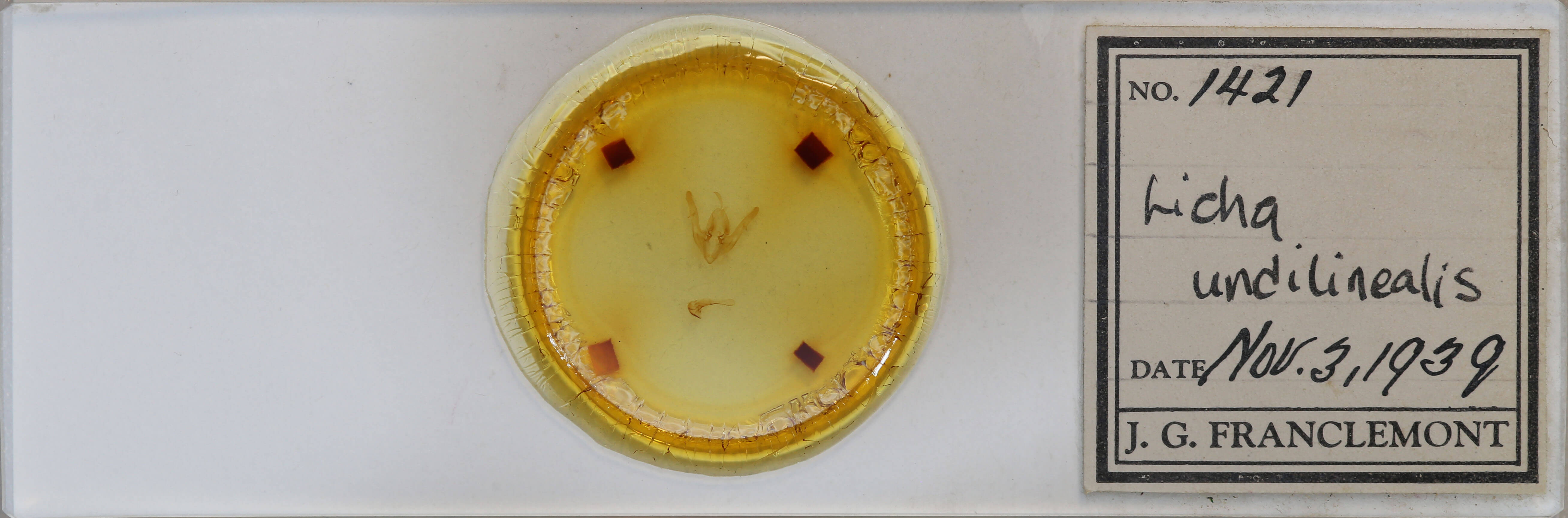 slide view of adult Licha undilinealis