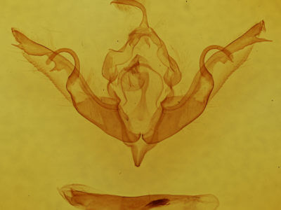 genitalia view of adult Lithophane