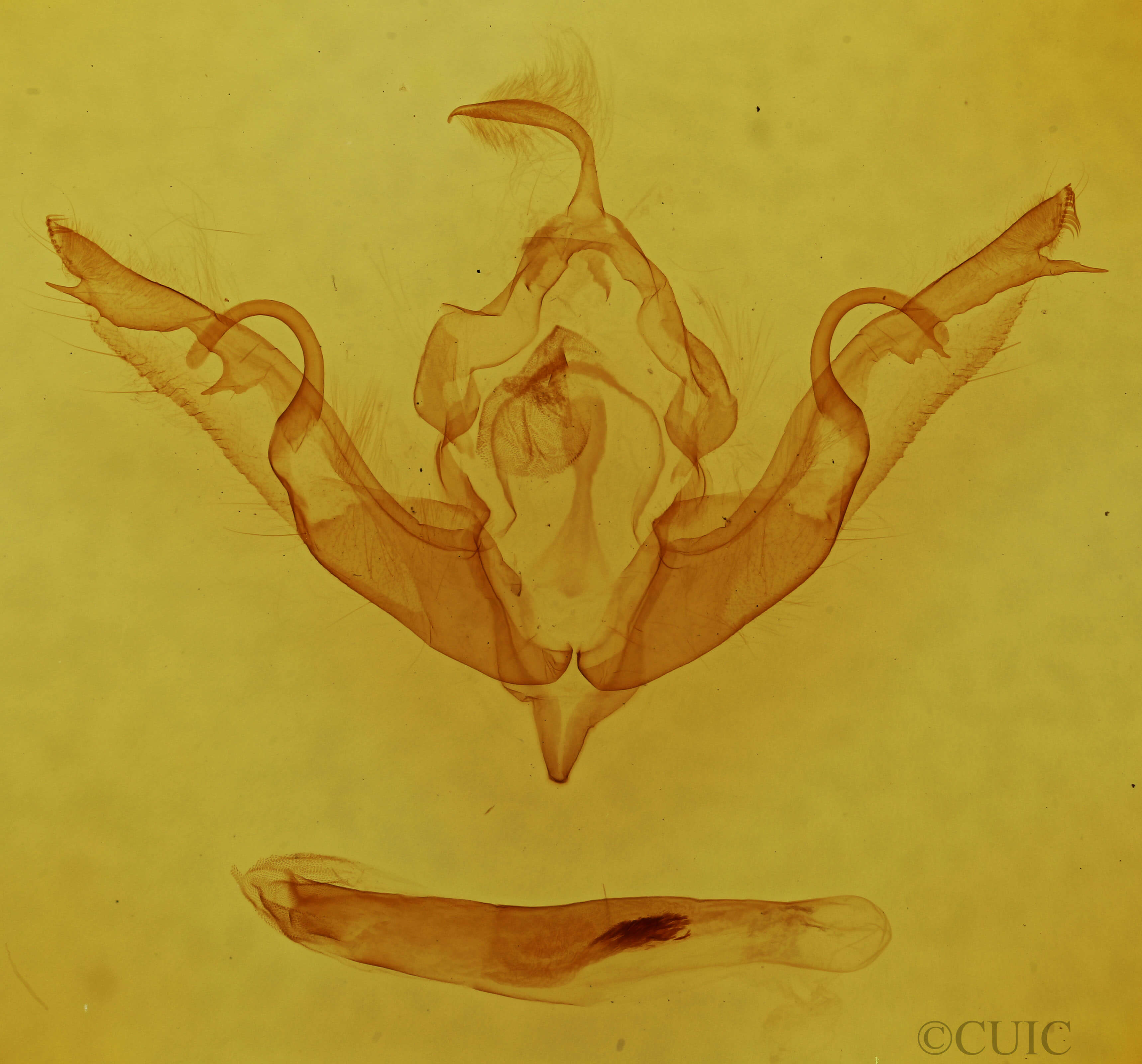 genitalia view of adult Lithophane