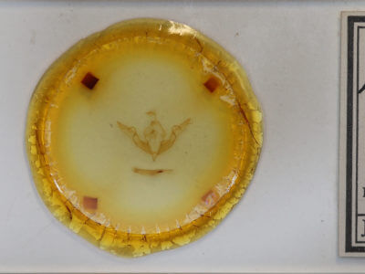 slide view of adult Lithophane