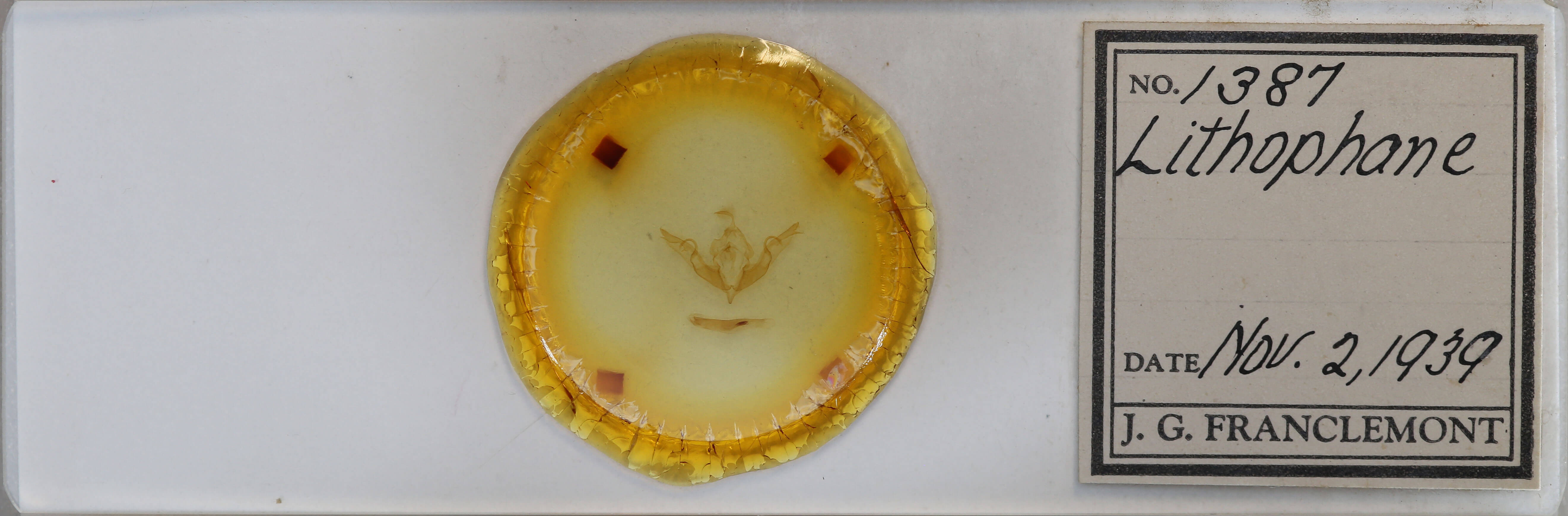 slide view of adult Lithophane