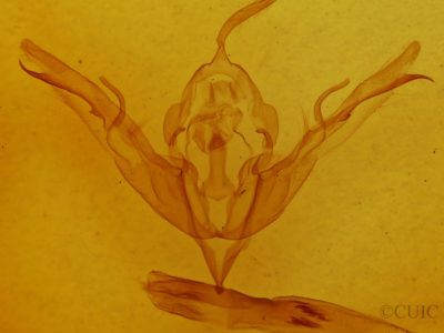 genitalia view of adult Lithophane fagina
