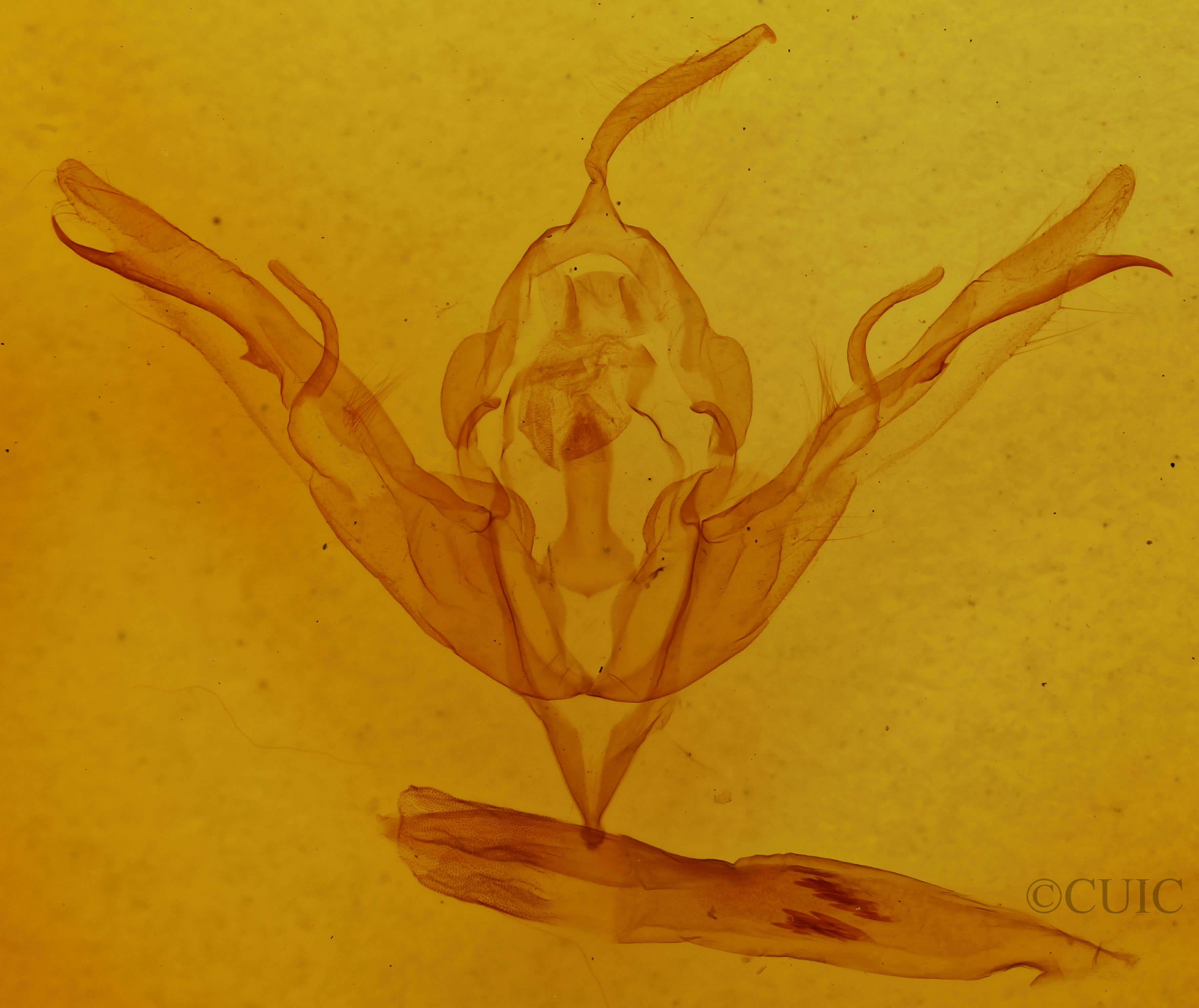 genitalia view of adult Lithophane fagina