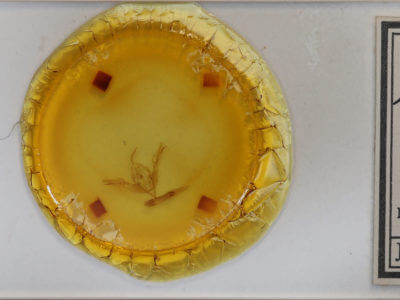 slide view of adult Lithophane fagina