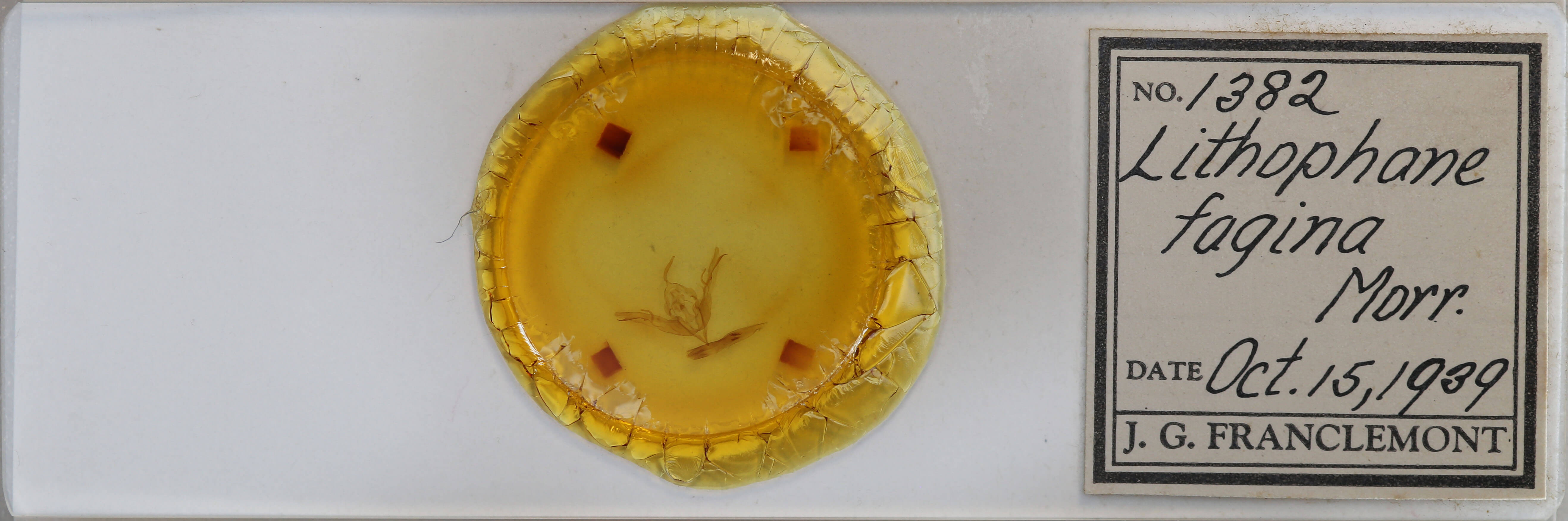 slide view of adult Lithophane fagina