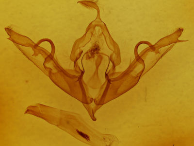 genitalia view of adult Lithophane hemina