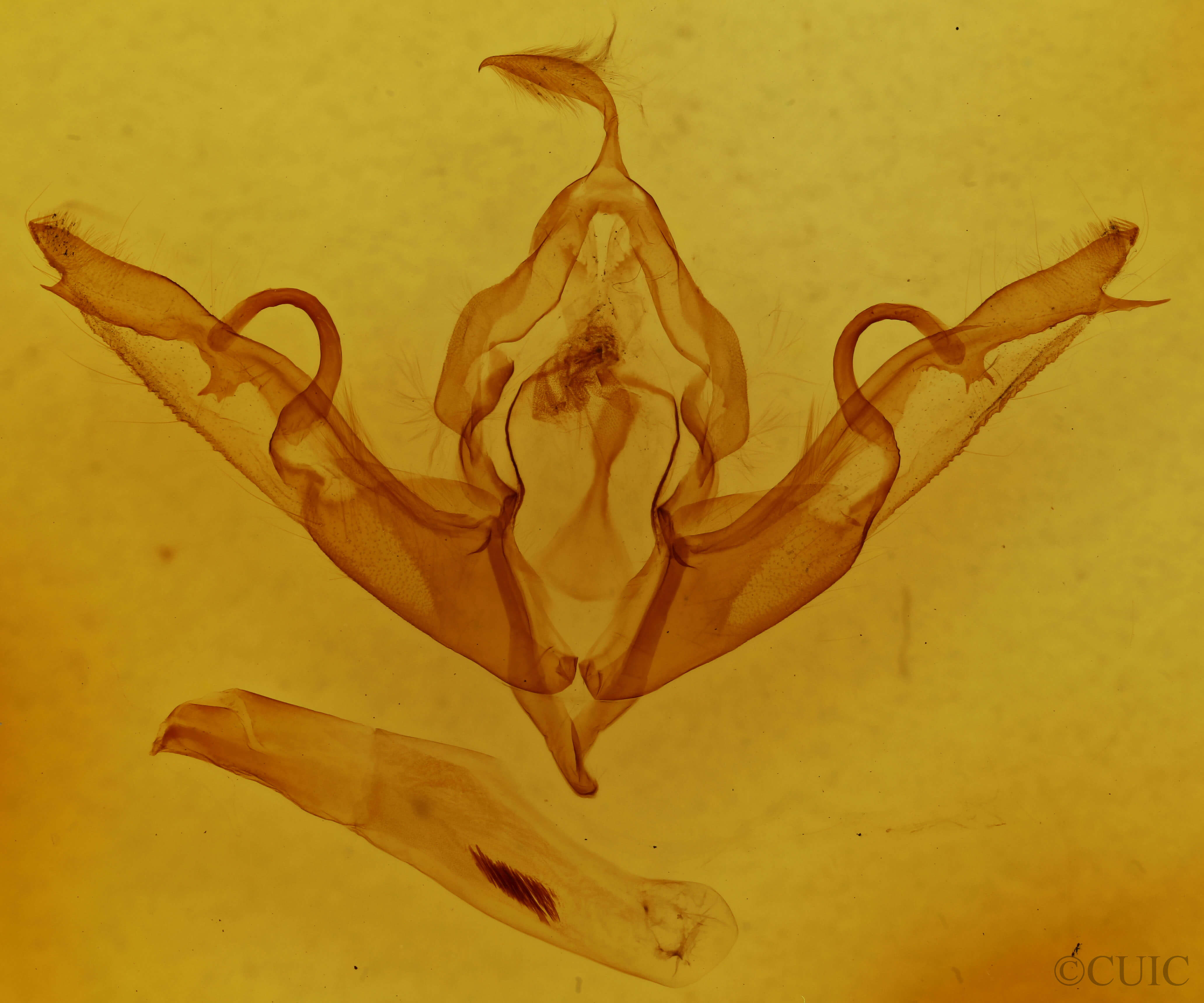 genitalia view of adult Lithophane hemina