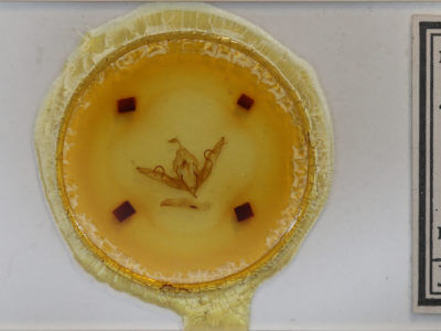 slide view of adult Lithophane hemina