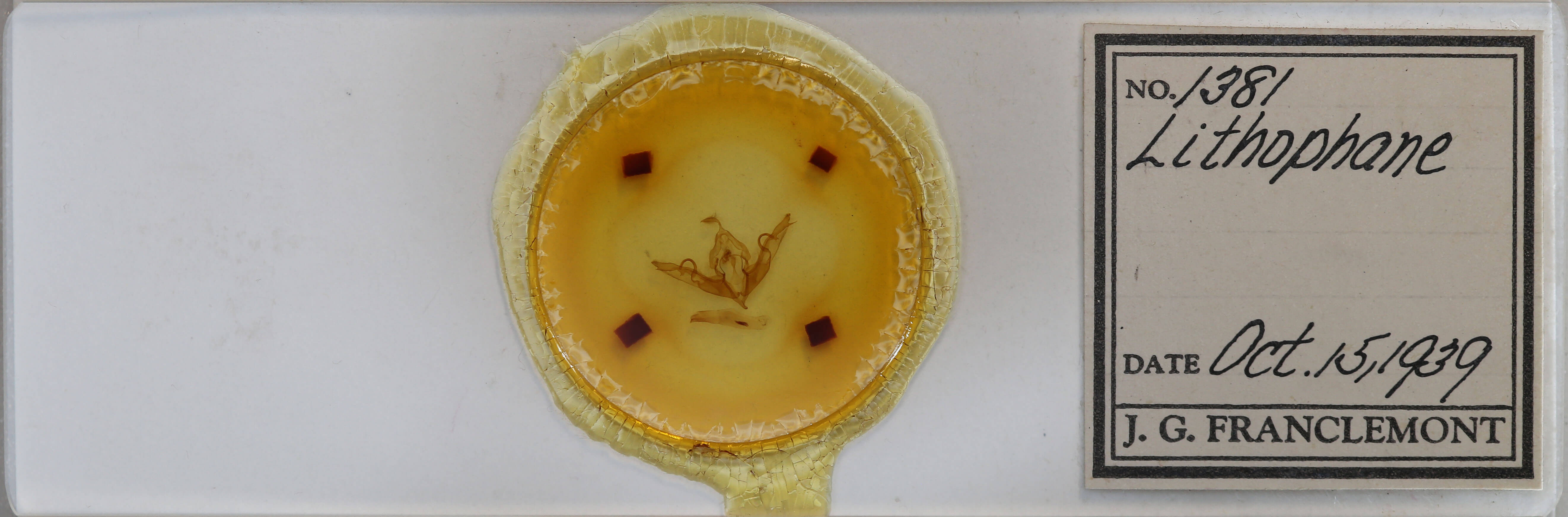 slide view of adult Lithophane hemina