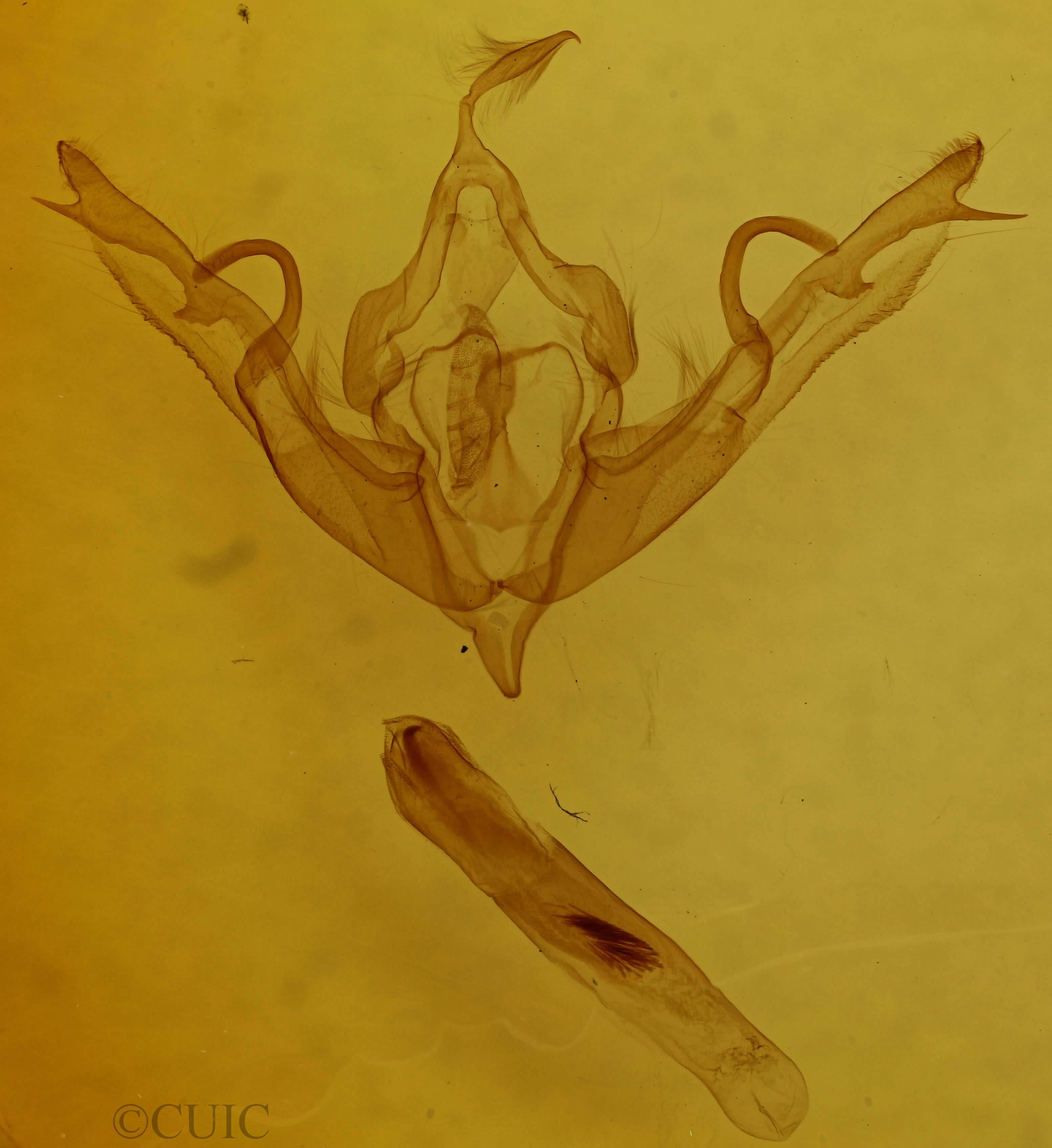 genitalia view of adult Lithophane
