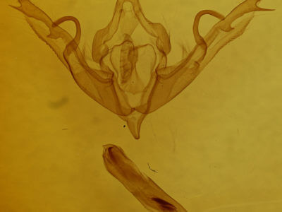 genitalia view of adult Lithophane hemina