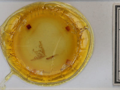 slide view of adult Lithophane