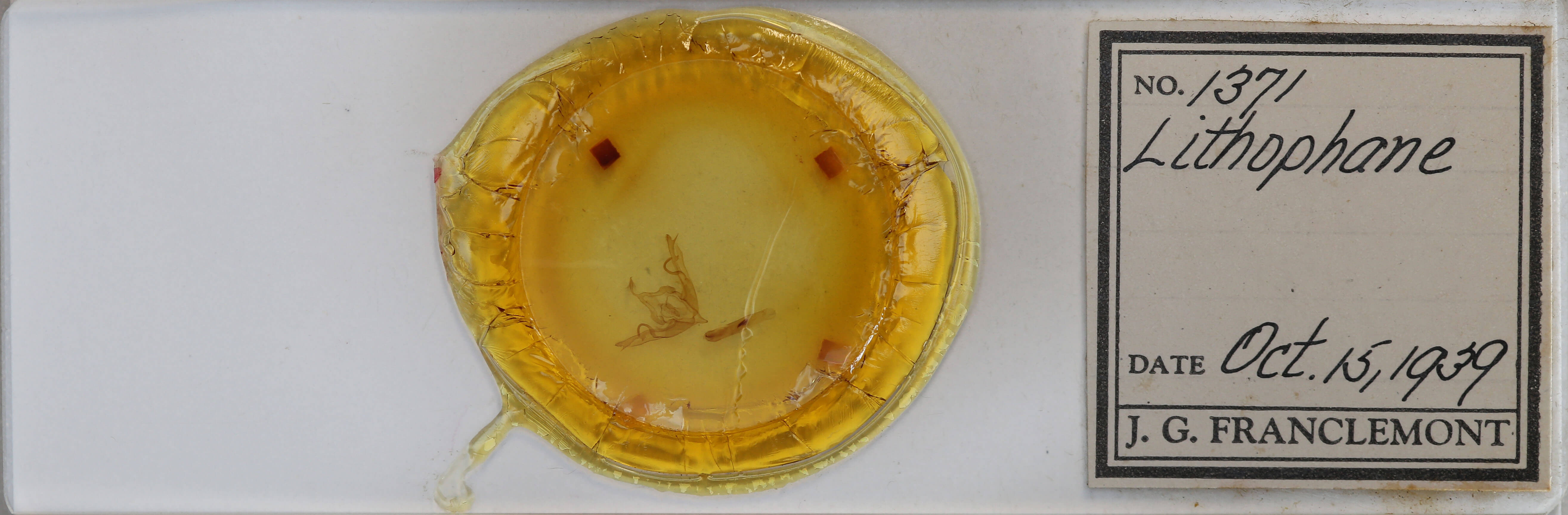 slide view of adult Lithophane