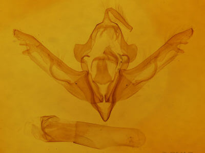 genitalia view of adult Lithophane consocia