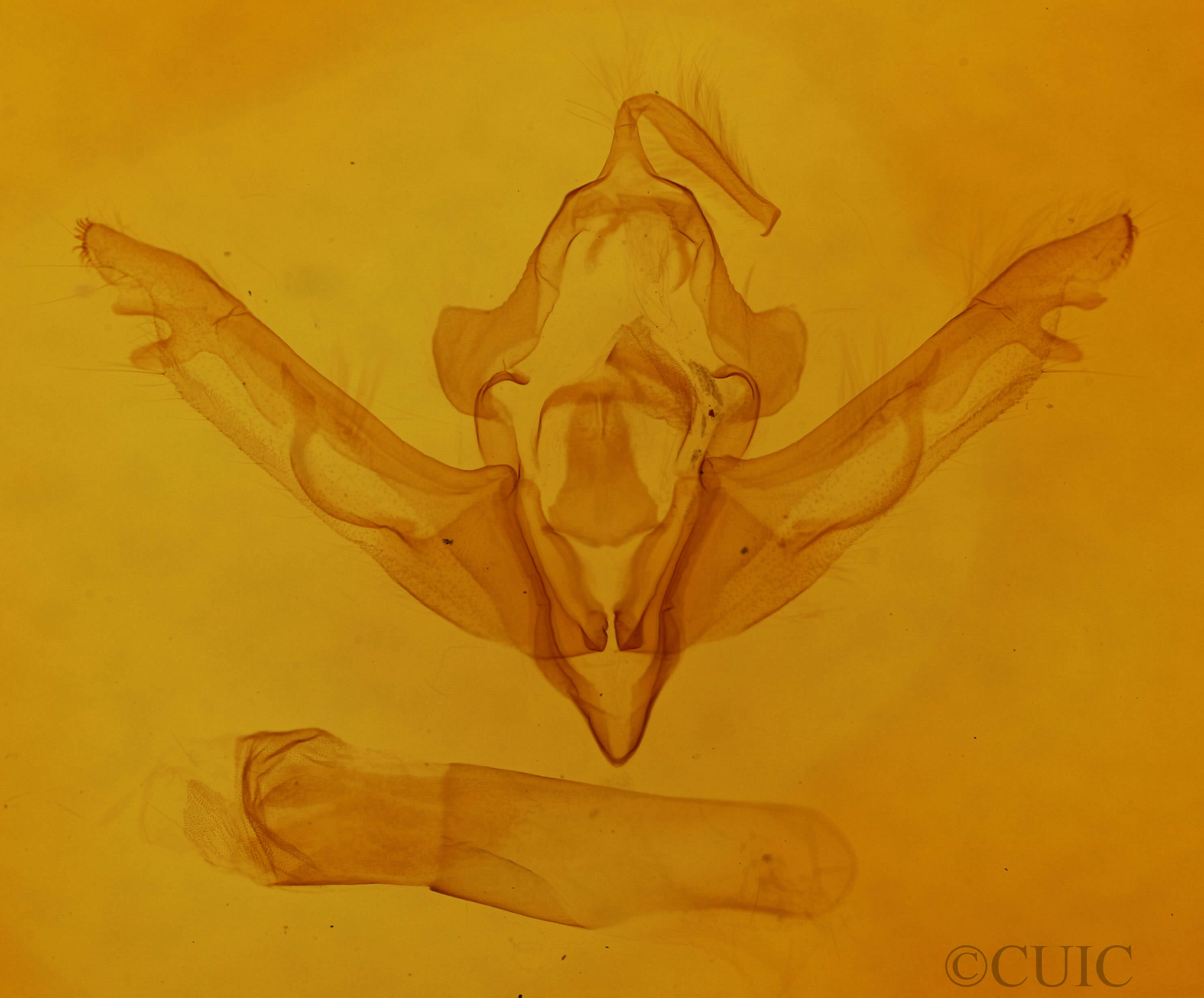 genitalia view of adult Lithophane consocia
