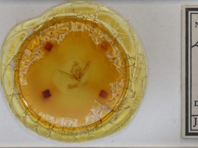 slide view of adult Lithophane consocia