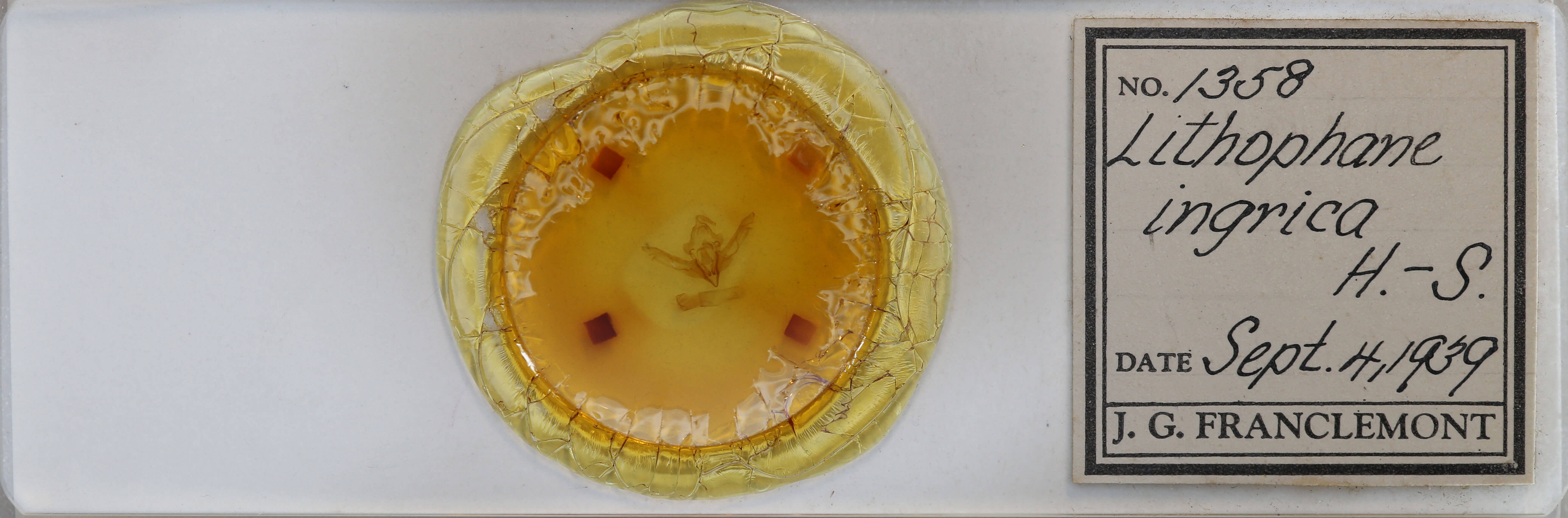 slide view of adult Lithophane consocia