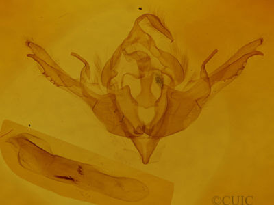 genitalia view of adult Lithophane lamda