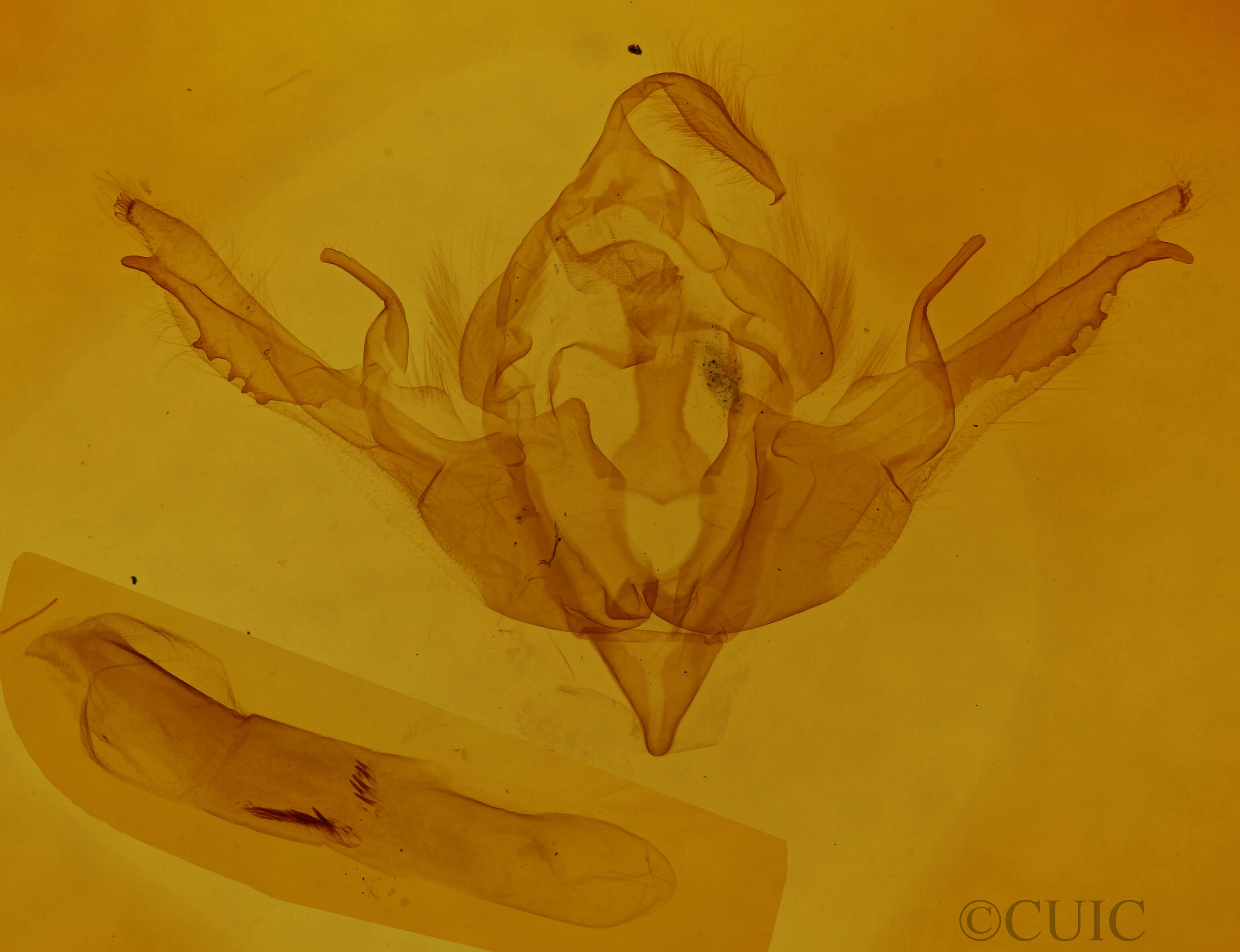 genitalia view of adult Lithophane lamda