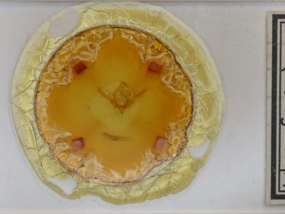 slide view of adult Lithophane lamda