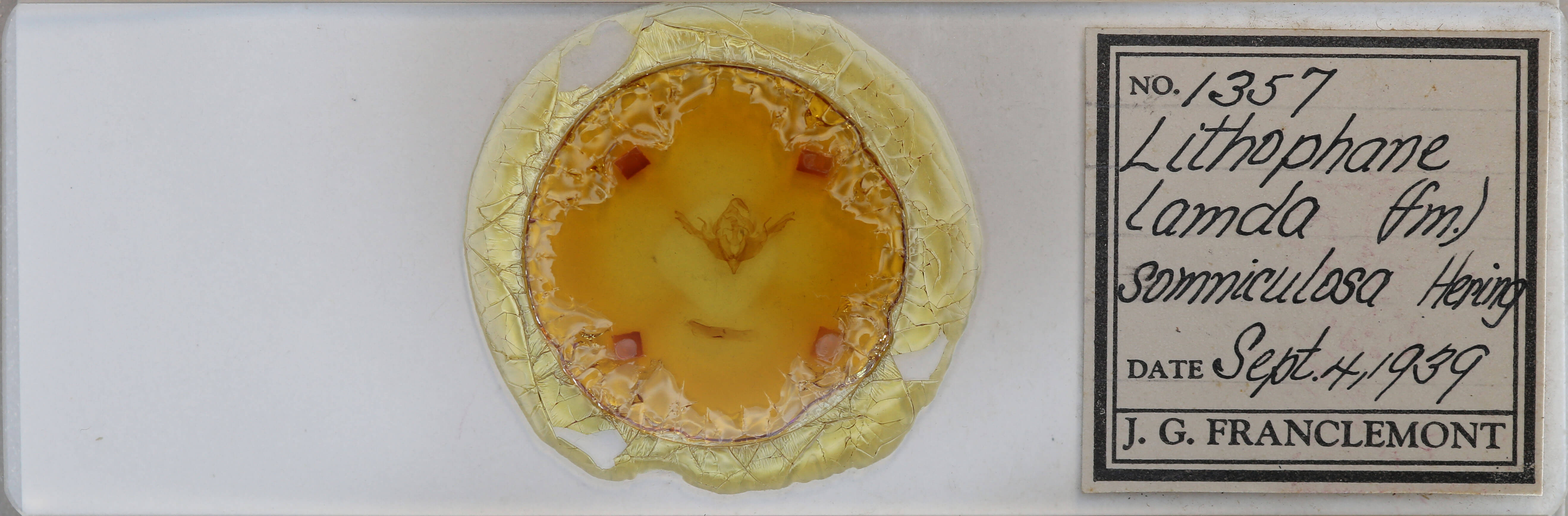 slide view of adult Lithophane lamda