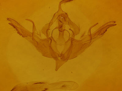 genitalia view of adult Lithophane lamda