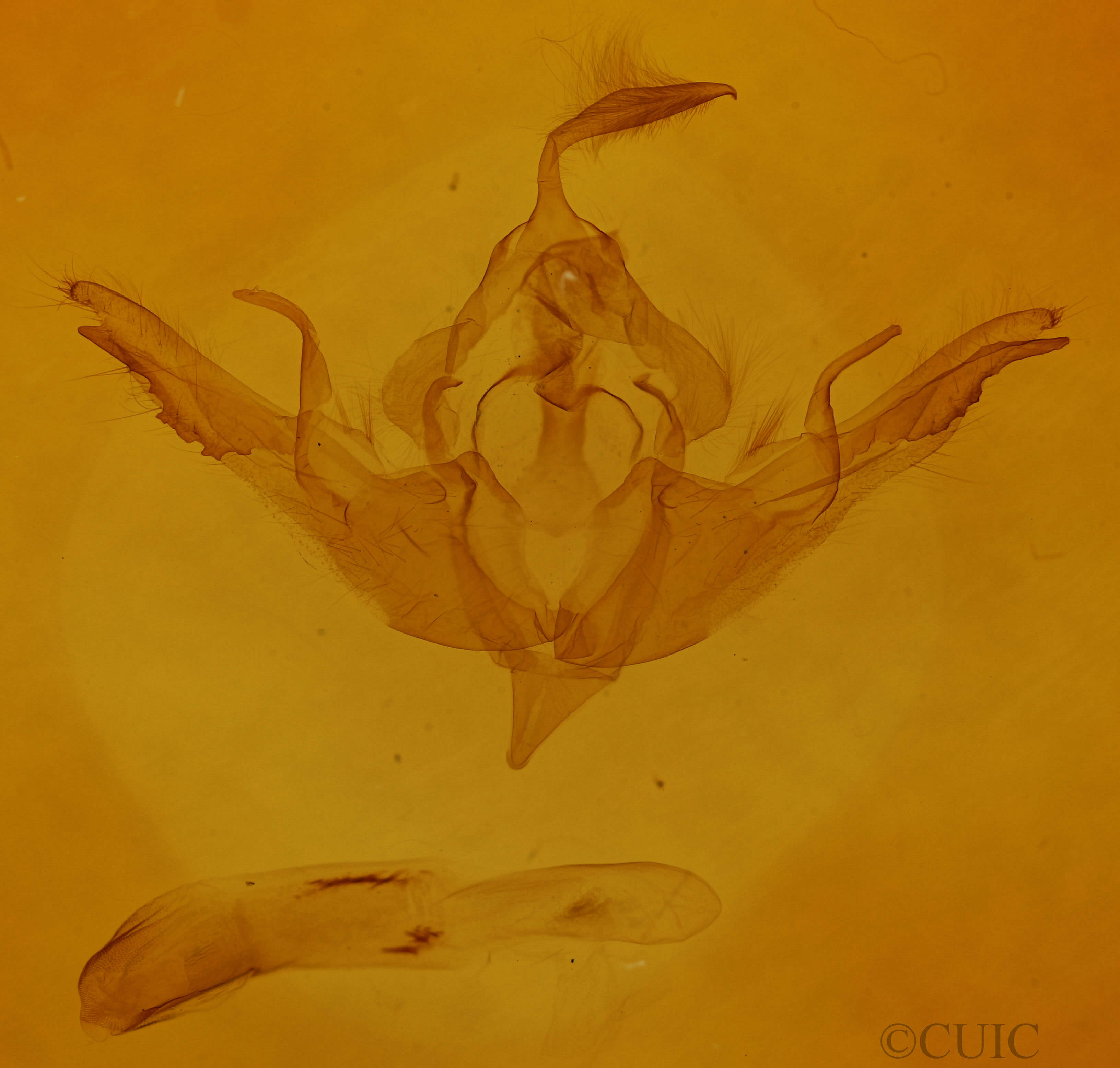 genitalia view of adult Lithophane lamda