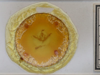 slide view of adult Lithophane lamda