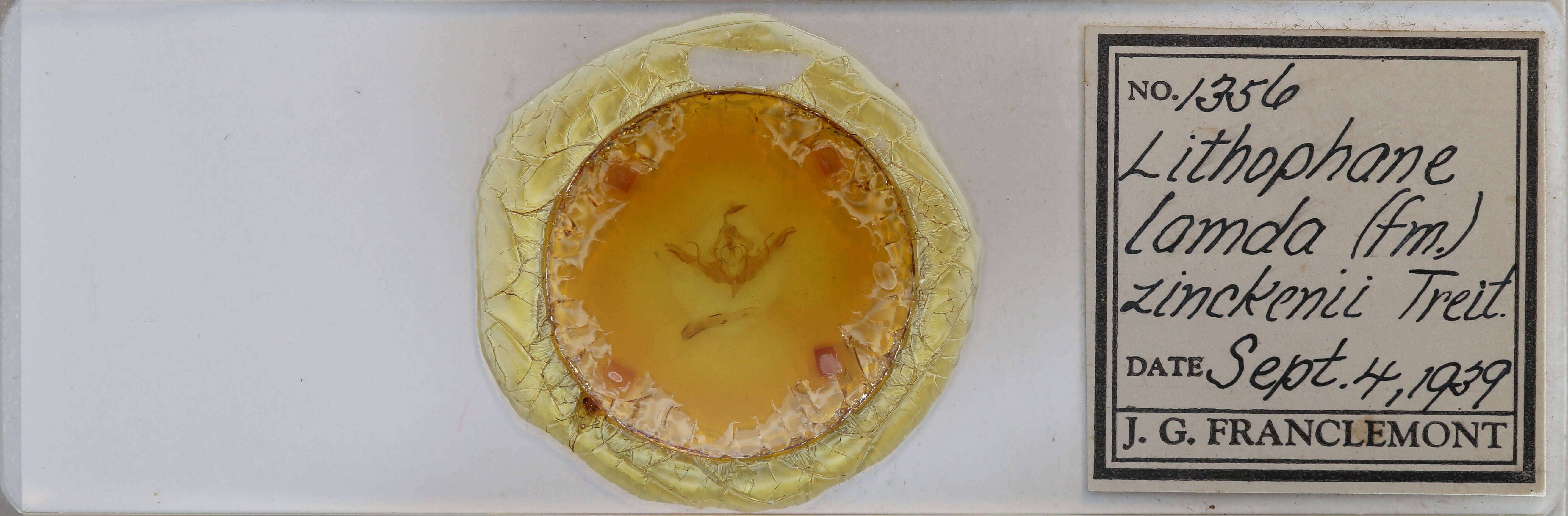 slide view of adult Lithophane lamda