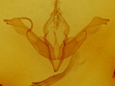 genitalia view of adult Lithophane lemmeri