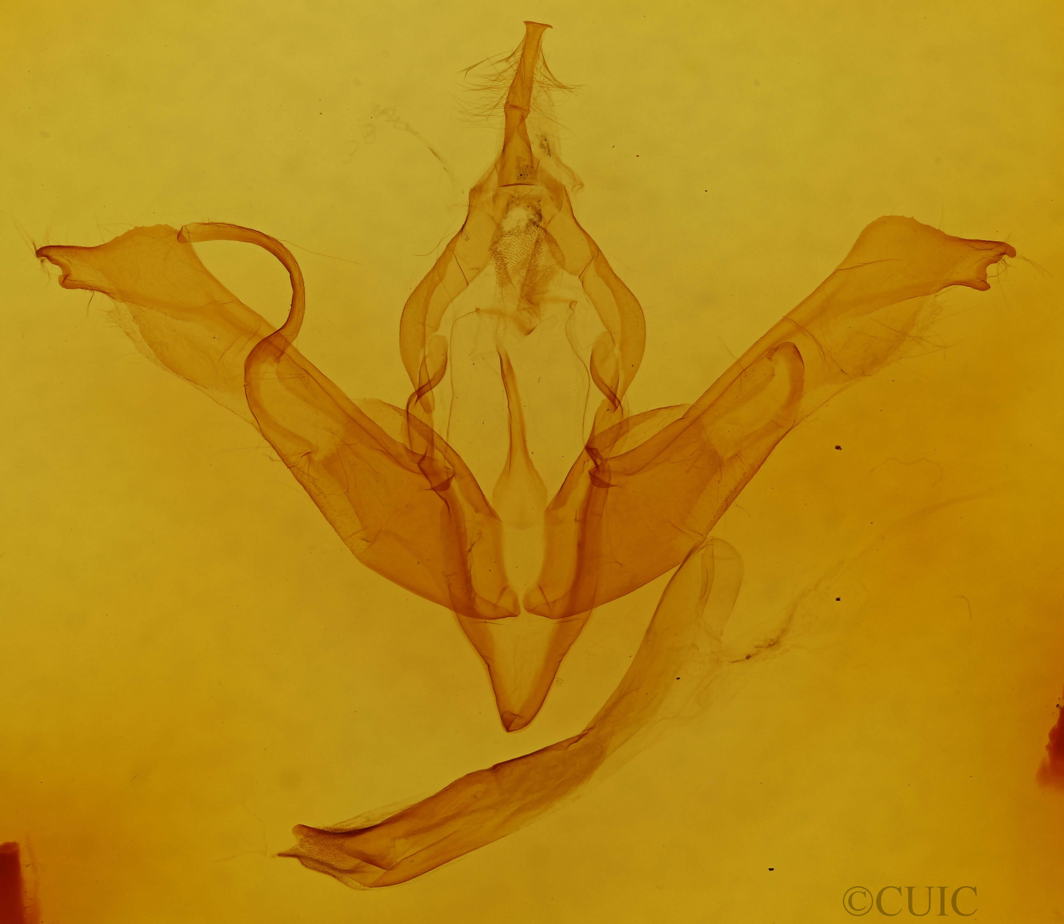 genitalia view of adult Lithophane lemmeri